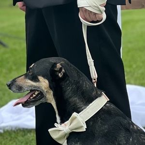 Dog collar and leash, white velvet with bow tie
